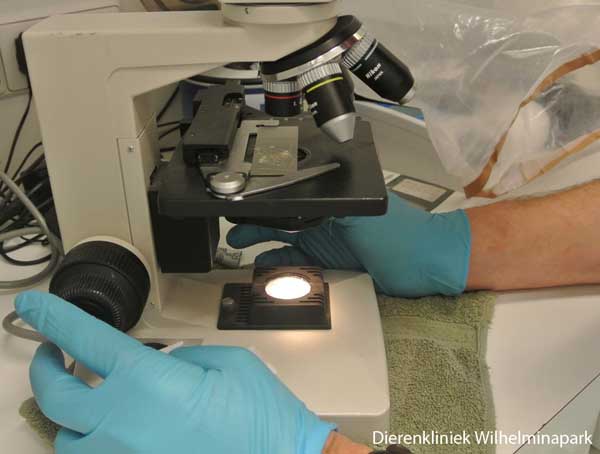 Een afkrabsel maken bij een cavia, daarna onder een microscoop bekijken